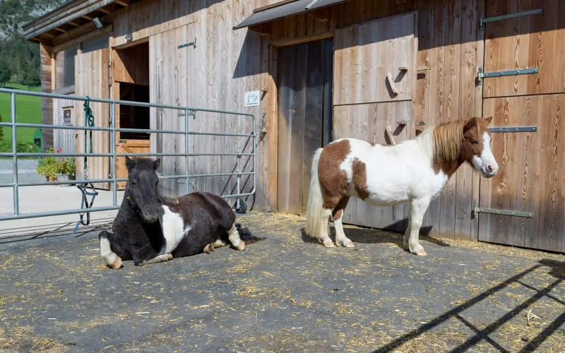 narzenhof_baernstetten_31_st_johann_09_2020_ponies_1.jpg