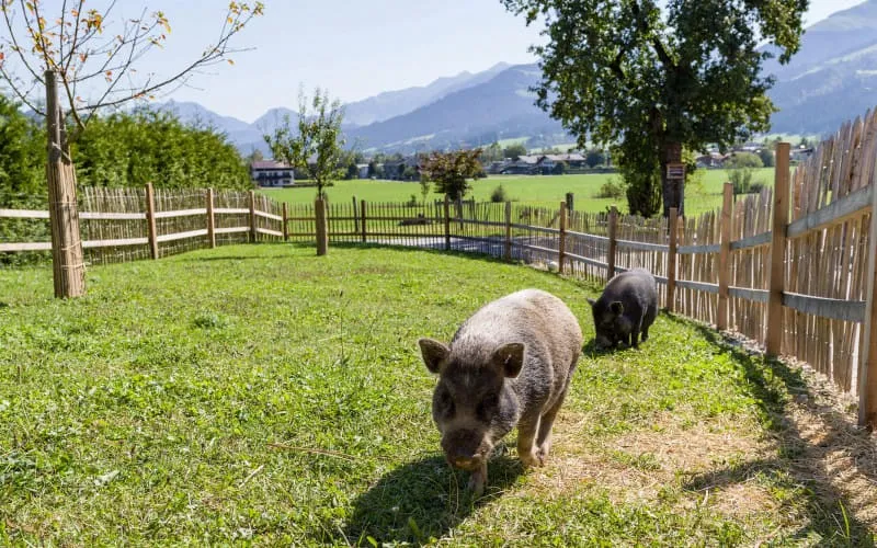 narzenhof_baernstetten_31_st_johann_09_2020_schweine_1.jpg